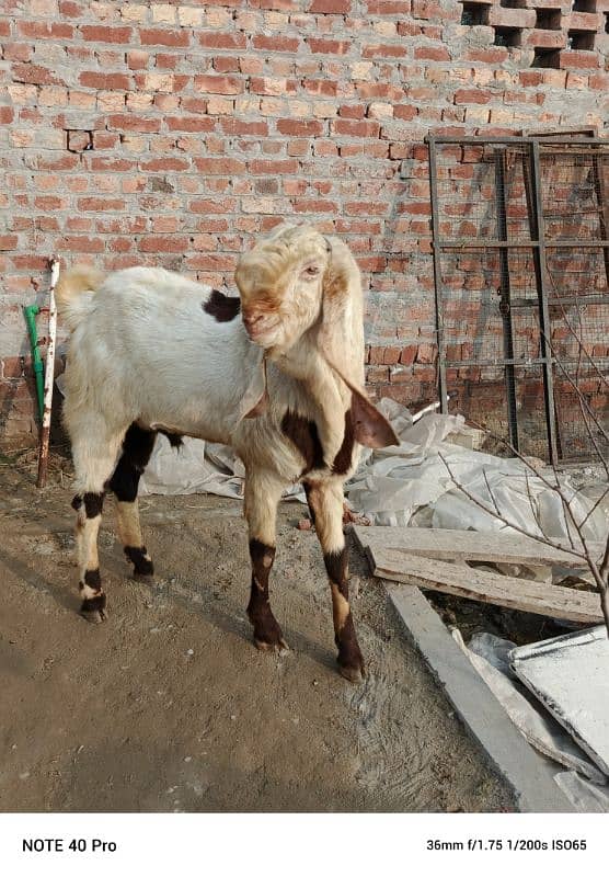 Breeder  goat | Goat | bakra | sheep | Breader | bakry | بکرا 7