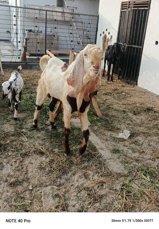 Breeder  goat | Goat | bakra | sheep | Breader | bakry | بکرا 8