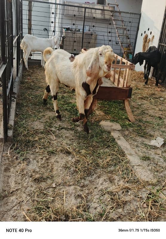 Breeder  goat | Goat | bakra | sheep | Breader | bakry | بکرا 9