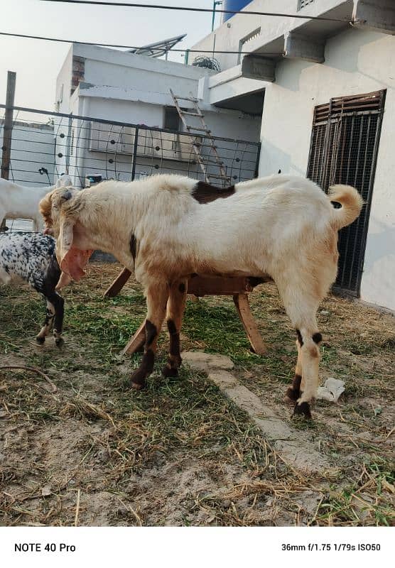 Breeder  goat | Goat | bakra | sheep | Breader | bakry | بکرا 10