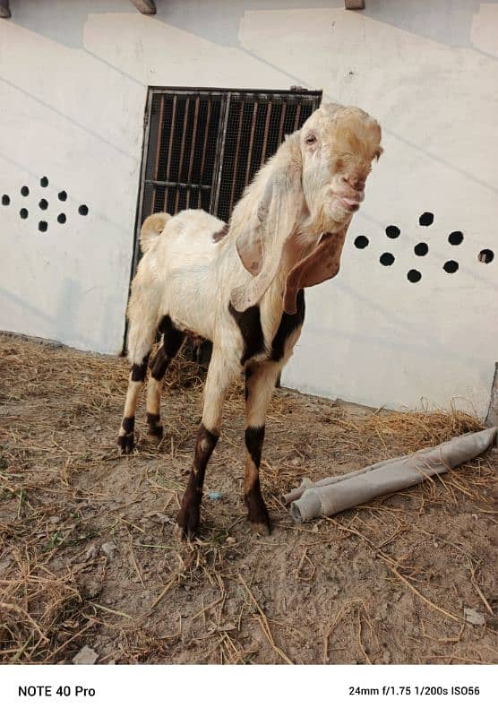 Breeder  goat | Goat | bakra | sheep | Breader | bakry | بکرا 11