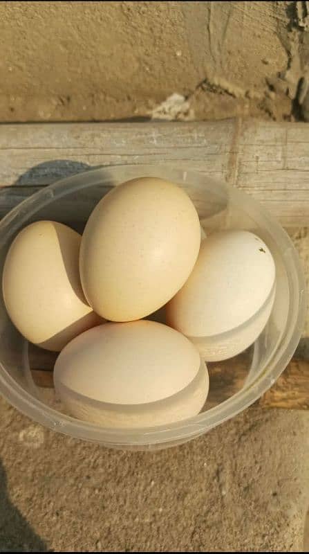 paper white Hera aseel and shamo eggs far sale 2