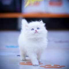 CASH ON DELIVERY(BLUE EYE PURE PERSIAN KITTENS TRIPLE COATED) WHATSAPP