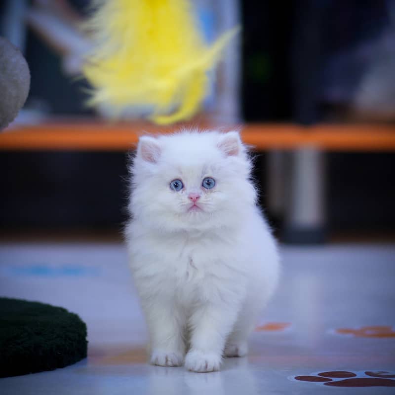 CASH ON DELIVERY(BLUE EYE PURE PERSIAN KITTENS TRIPLE COATED) WHATSAPP 2