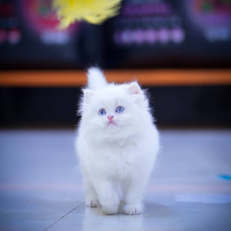 CASH ON DELIVERY(BLUE EYE PURE PERSIAN KITTENS TRIPLE COATED) WHATSAPP 3