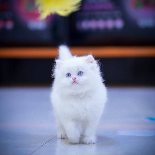 CASH ON DELIVERY(BLUE EYE PURE PERSIAN KITTENS TRIPLE COATED) WHATSAPP 4