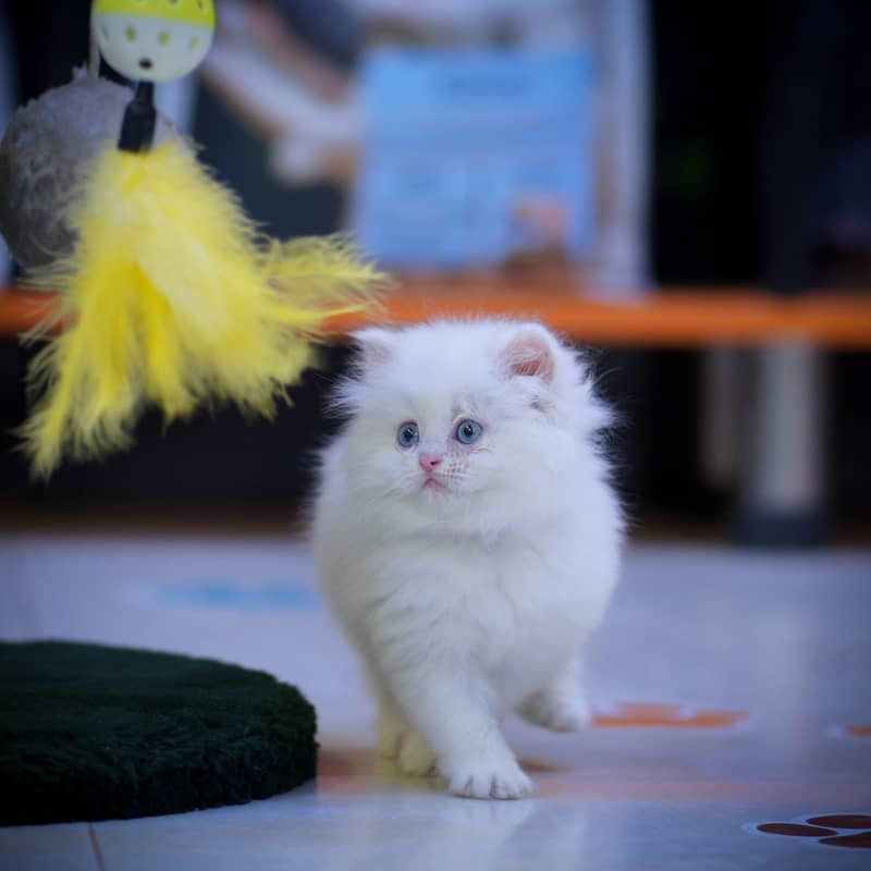 CASH ON DELIVERY(BLUE EYE PURE PERSIAN KITTENS TRIPLE COATED) WHATSAPP 5