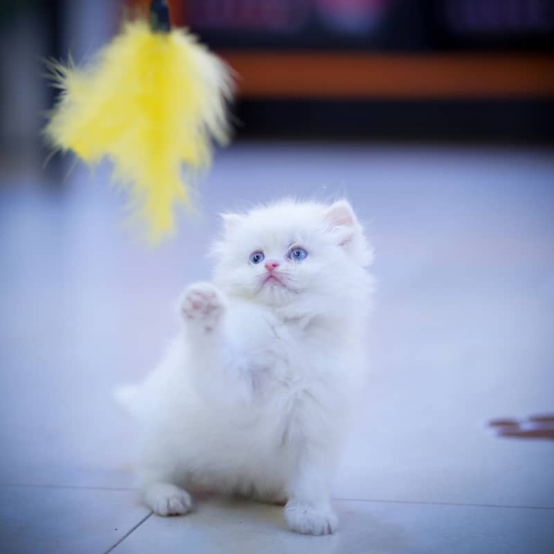 CASH ON DELIVERY(BLUE EYE PURE PERSIAN KITTENS TRIPLE COATED) WHATSAPP 6