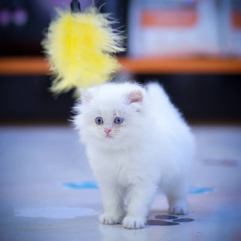 CASH ON DELIVERY(BLUE EYE PURE PERSIAN KITTENS TRIPLE COATED) WHATSAPP 8