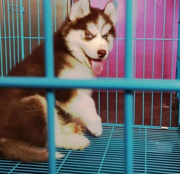 Siberianhusky puppie 03262839519 0