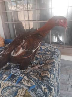 Desi kurrak Hens for sale