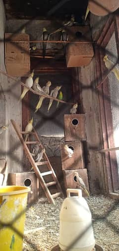 cocktail colony complete sale 25 birds healthy and large