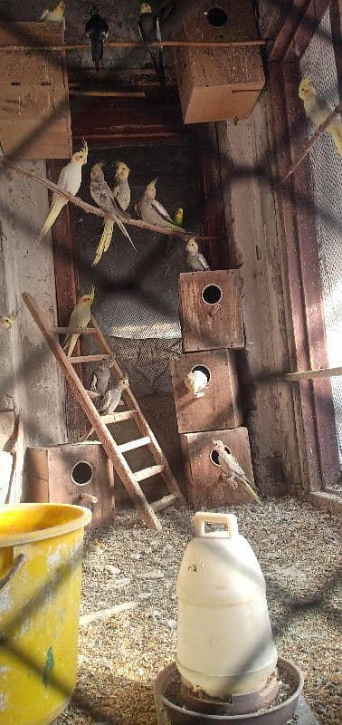 cocktail colony complete sale 25 birds healthy and large 1