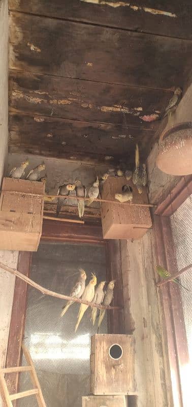 cocktail colony complete sale 25 birds healthy and large 2