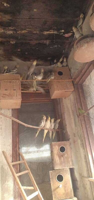 cocktail colony complete sale 25 birds healthy and large 3