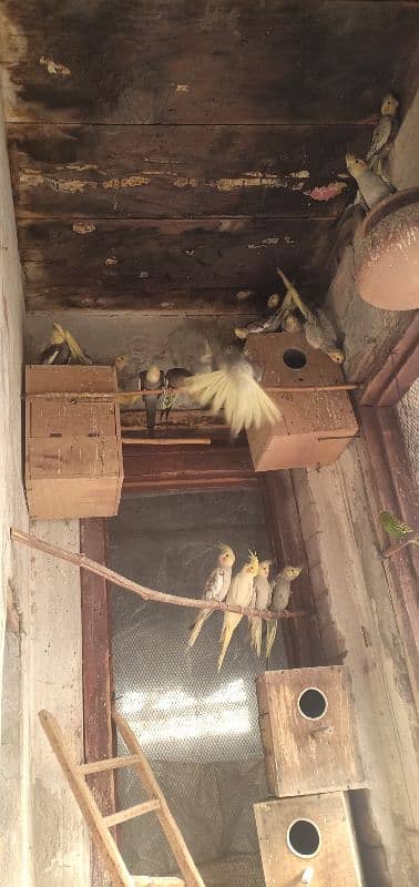 cocktail colony complete sale 25 birds healthy and large 4