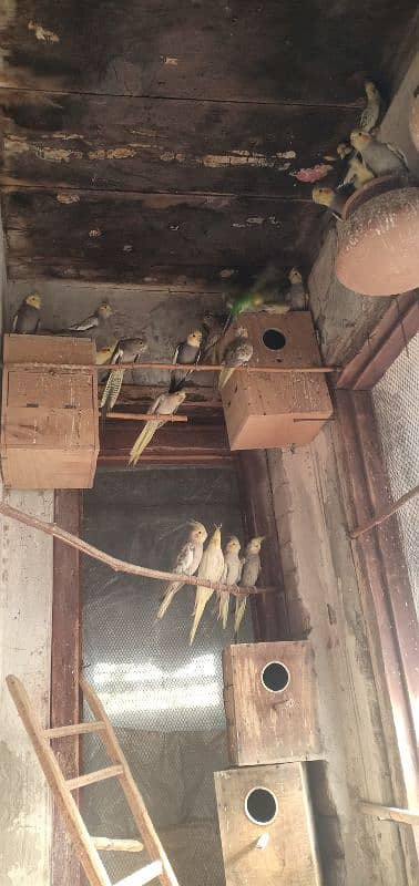 cocktail colony complete sale 25 birds healthy and large 5