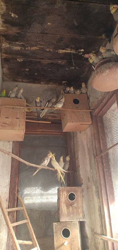 cocktail colony complete sale 25 birds healthy and large 6