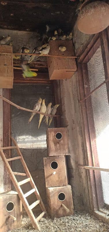 cocktail colony complete sale 25 birds healthy and large 7