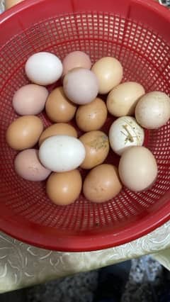 Fresh eggs available