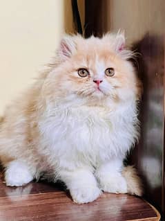 high quality kitten|Punch face Kittens|persian cat|cute|tripple|fluffy