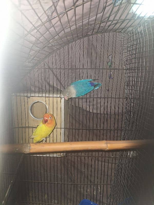 2 Pairs of Lovebirds 0