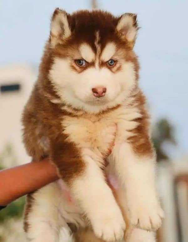 Siberianhusky puppie 03262839519 1