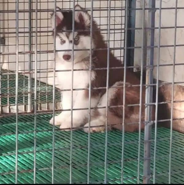 Siberianhusky puppie 03262839519 2