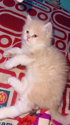 i want to sell me bicolor active kitten