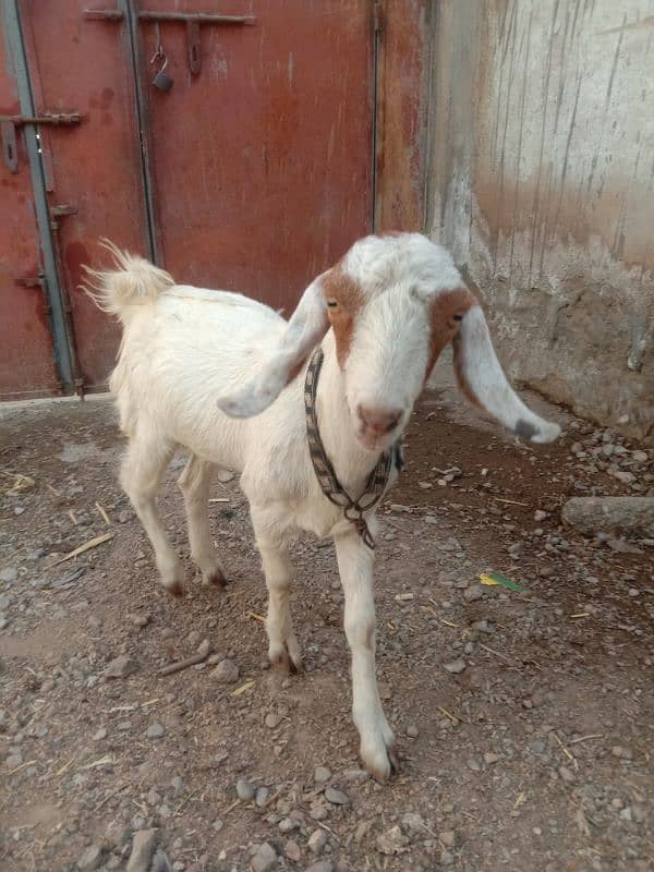 Bakra 2