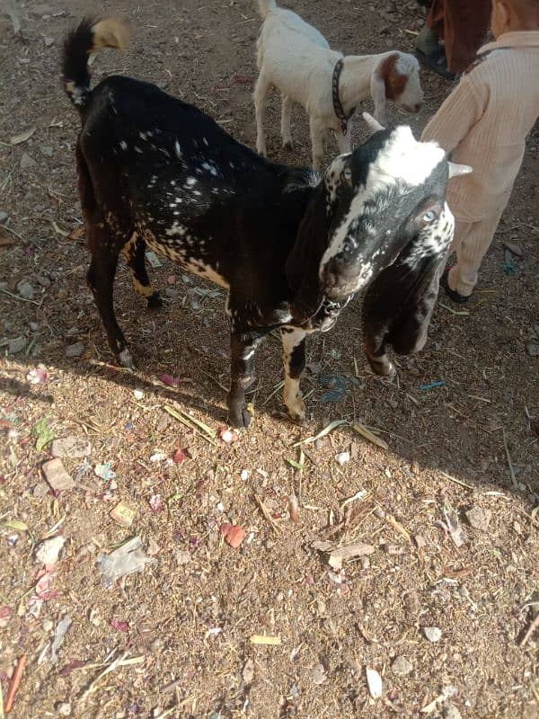 Bakra 4