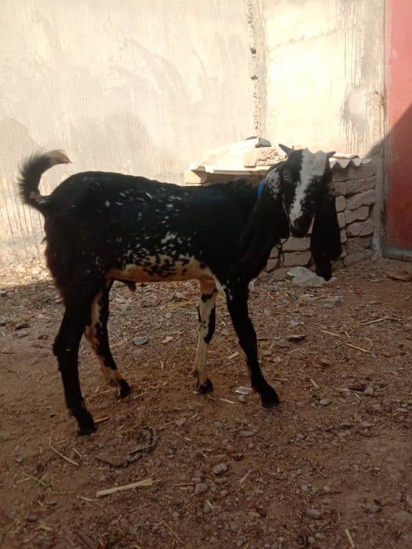 Bakra 7