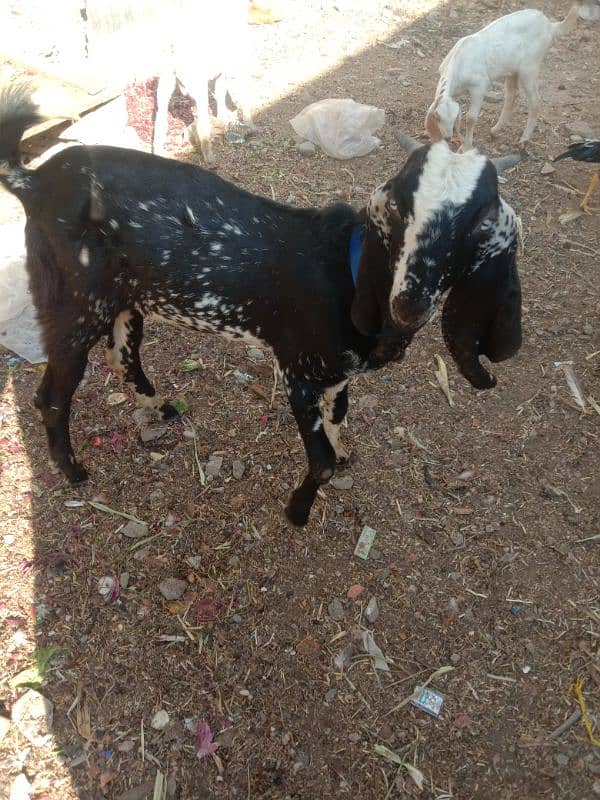 Bakra 8