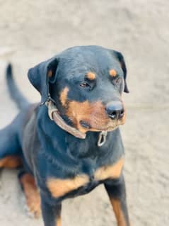 Rottweiler