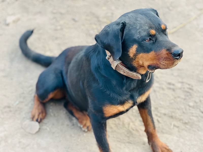 Rottweiler 1