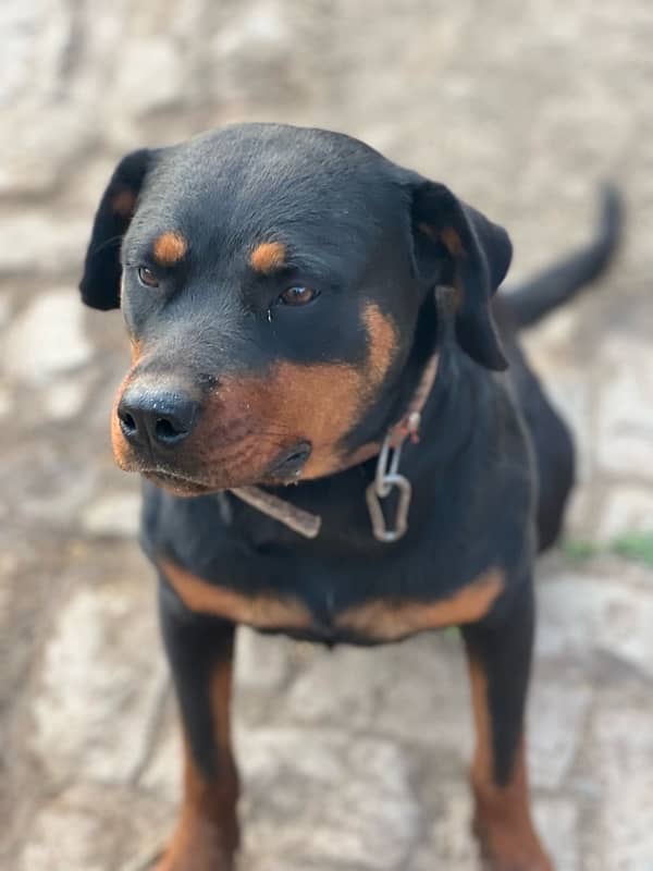 Rottweiler 3