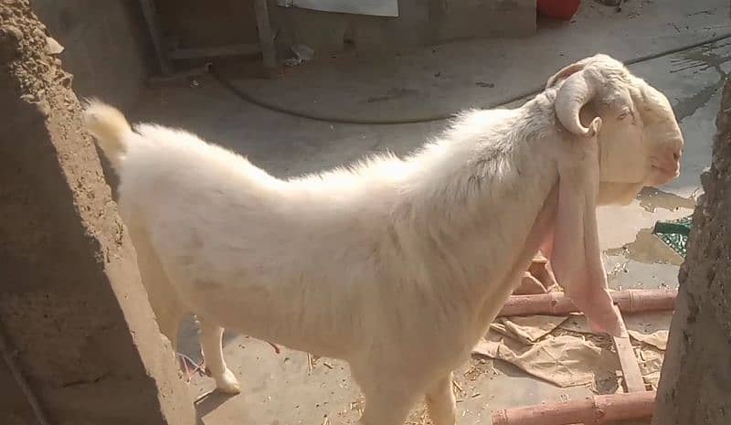 GULABI BREEDER 6 DANT WITH KAMORI FEMALE 6 DANT 2