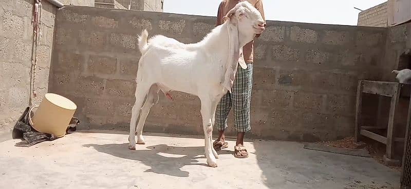 GULABI BREEDER 6 DANT WITH KAMORI FEMALE 6 DANT 5