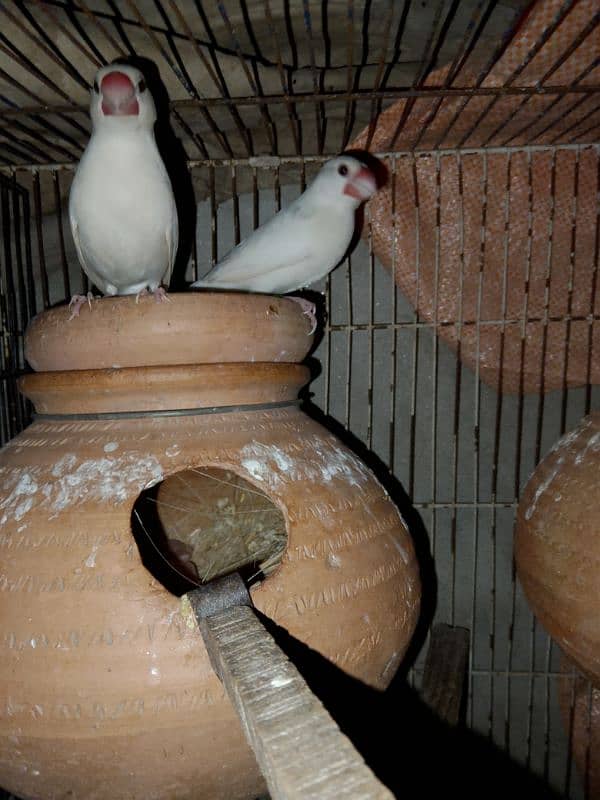 jawa pair with chicks for sell 0