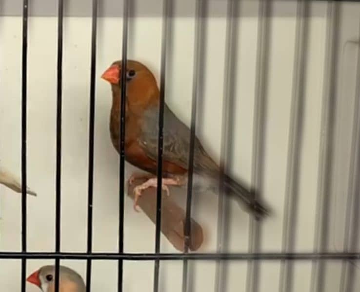 Orange finch 0