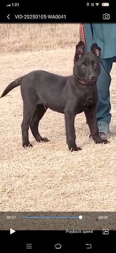 Britist Labrador puppy far sale