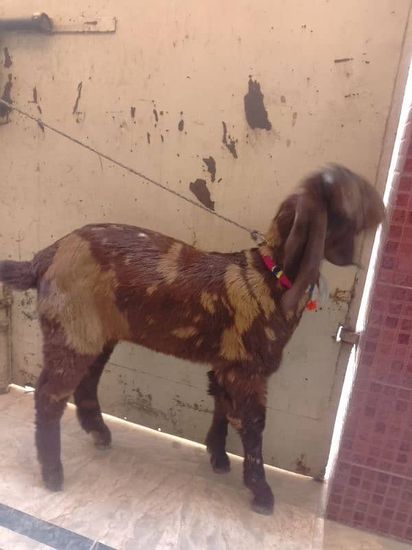 bakra for sale 0