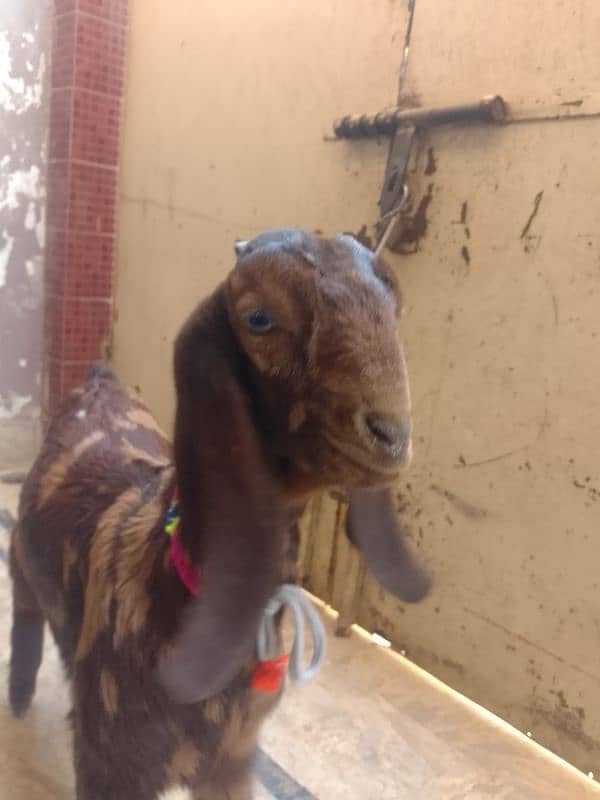 bakra for sale 1