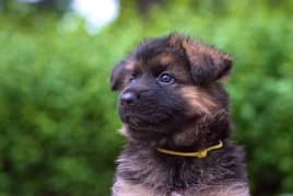 German Shepherd puppy | Long Coat puppies | Dog For Sale | GSD