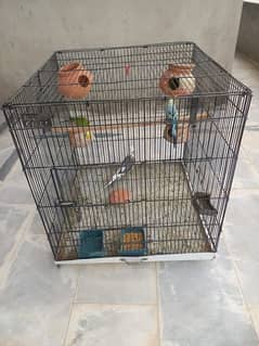 Parrot with Cage