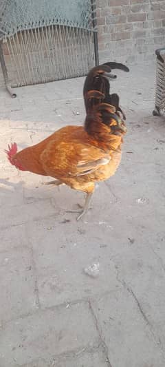 desi hen. . . male. .