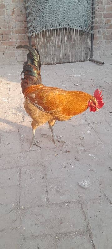 desi hen. . . male. . 1