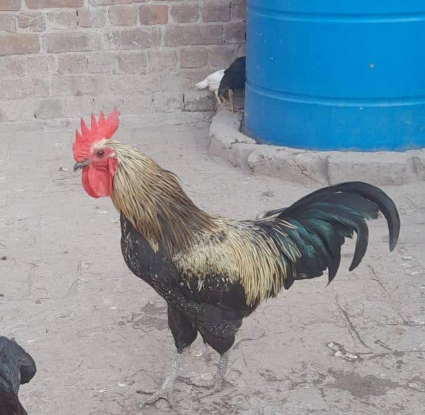 desi hen. . . male. . 3