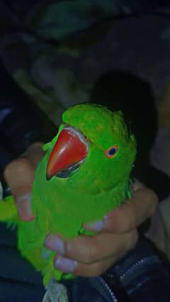 Semi Handtamed Katha For Sale Urgent Sale