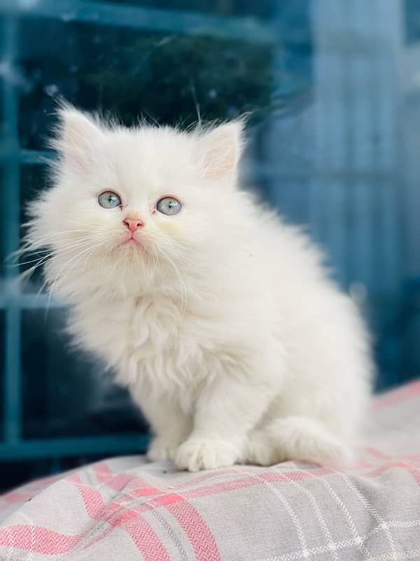 Persian Triple coated kitten semi punch face & Doll face cat 1